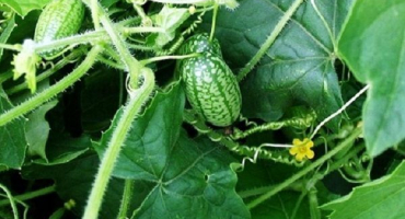 Popis melotria drsná (myší meloun), výhody a škody, zejména pěstování a péče